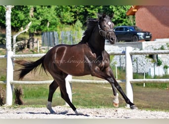 Mare 1 year