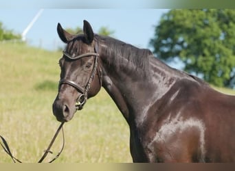 Hanoverian, Mare, 11 years, 16.1 hh, Black, in Poggensee