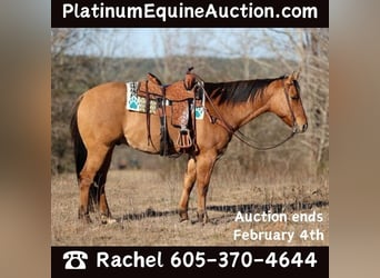 Quarter horse américain, Hongre, 7 Ans, 155 cm, Isabelle, in Rusk TX,