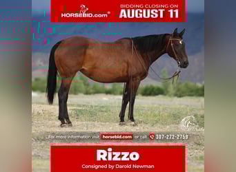 American Quarter Horse, Mare, 14 years, 14,3 hh, Bay, in Powell, WY