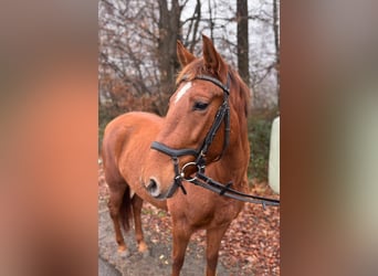 Hungarian Sport Horse, Mare, 7 years, 14,2 hh, Chestnut-Red, in Overath