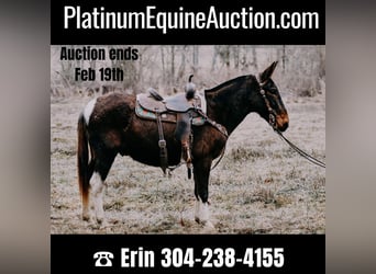 Quarter horse américain, Hongre, 12 Ans, 155 cm, Tobiano-toutes couleurs, in Hillsboro KY,