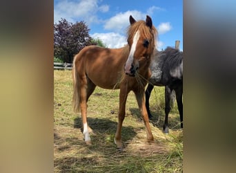 Welsh B, Stallion, 2 years, in Seekirchen,
