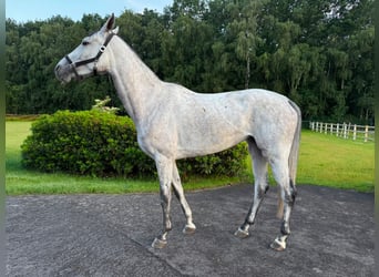 Duits sportpaard, Merrie, 5 Jaar, 166 cm, Schimmel, in Thuine