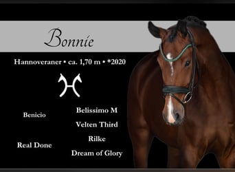Hanoverian, Mare, 5 years, 16,2 hh, Brown, in Wehringen,