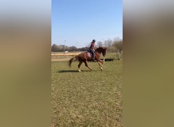 Gelding 4 years