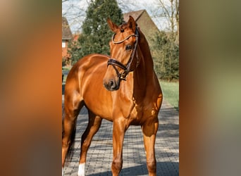 Oldenburg, Mare, 3 years, 16.1 hh, Chestnut-Red, in Lippetal,