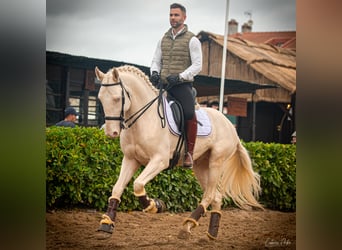 Lusitano, Gelding, 5 years, 15.3 hh, Pearl, in Outes,