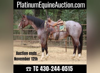 American Quarter Horse, Gelding, 15 years, 15.1 hh, Roan-Bay, in Rusk TX,