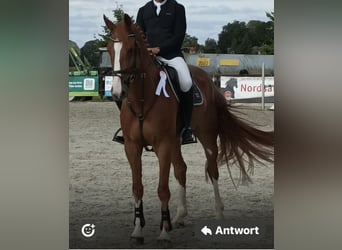 Hannoveraan, Ruin, 6 Jaar, 178 cm, Vos, in Sottrum,