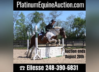American Quarter Horse, Mare, 11 years, 15.2 hh, Tobiano-all-colors, in Highland MI,