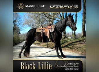 Tennessee walking horse, Ruin, 13 Jaar, 152 cm, Zwart, in Carnesville,