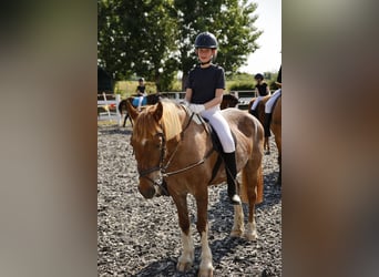 Reitbeteiligung in Leipzig gesucht