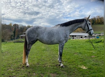 Hannoveraner, Stute, 5 Jahre, 169 cm, Schimmel, in Savoie