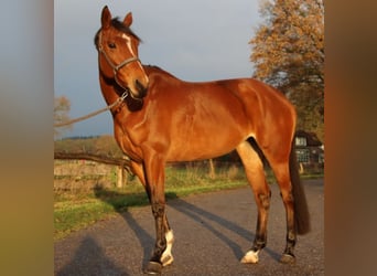 KWPN, Mare, 7 years, 16.1 hh, Brown-Light, in Holten,