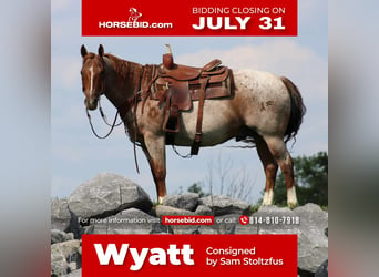 Quarter horse américain, Hongre, 11 Ans, 152 cm, in Rebersburg, PA,
