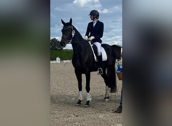 Gelding 8 years