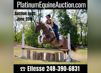 Paint Horse, Hongre, 11 Ans, Tobiano-toutes couleurs, in Highland MI,