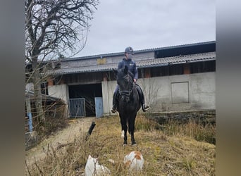 More ponies/small horses, Mare, 6 years, 14,1 hh, Black, in Sipbachzell