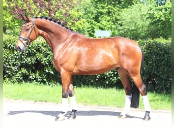 Hannoveraan, Ruin, 5 Jaar, 173 cm, Bruin, in Selsingen