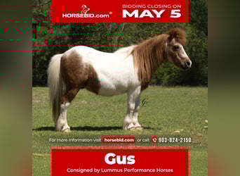 Meer ponys/kleine paarden, Ruin, 12 Jaar, 91 cm, in Bloomburg, TX,