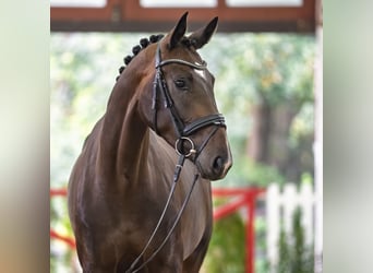 Westfaal, Merrie, 3 Jaar, 174 cm, Donkerbruin, in Mnster-Handorf