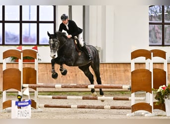 Gelding 5 years