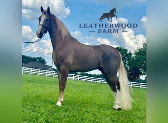Tennessee walking horse, Gelding, 2 years, 14 hh, Sorrel, in Lewisburg