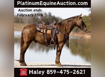 Tennessee Walking Horse, Wallach, 10 Jahre, 155 cm, Brauner, in Ewing KY,