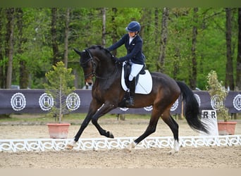 KWPN, Caballo castrado, 4 años, 175 cm, Castaño oscuro, in Mérignies
