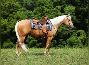 Quarter horse américain, Hongre, 6 Ans, 150 cm, Palomino, in Mount Vernon, KY,