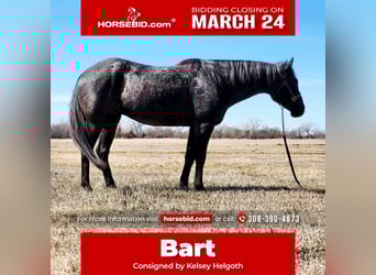 Caballo cuarto de milla, Caballo castrado, 7 años, 160 cm, Ruano azulado, in Grand Island, NE,