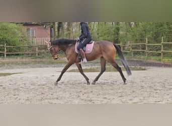 Irish Sport Horse, Wallach, 6 Jahre, 165 cm, Brauner, in Nettetal,