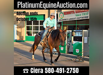 Arbeitspferd, Stute, 5 Jahre, 150 cm, Rotbrauner, in PERRY, OK,