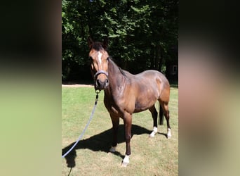 Mare 3 years