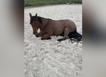 American Quarter Horse, Wallach, 5 Jahre, Roan-Bay, in Wolfisberg