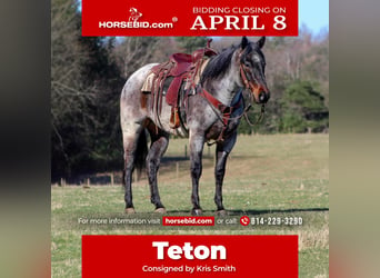 Quarter horse américain, Hongre, 7 Ans, 152 cm, Rouan Rouge, in Clarion,