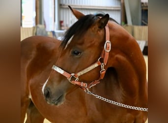 American Quarter Horse, Merrie, 1 Jaar, Bruin, in Höchstberg