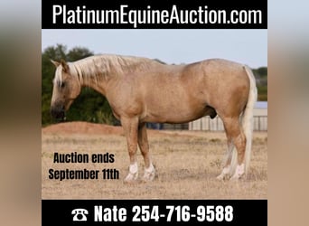 Quarter horse américain, Hongre, 8 Ans, Palomino, in WACO Tx,