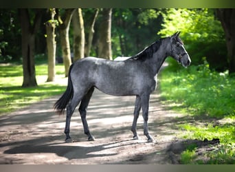 Mare 2 years