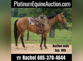 American Quarter Horse, Wallach, 12 Jahre, 152 cm, Buckskin, in rUSK tx,