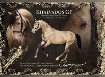 Arabian Partbred, Stallion, Champagne, in Beaumont pied-de-boeuf,