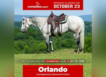 Quarter horse américain, Hongre, 12 Ans, 152 cm, Gris pommelé, in Clearville,