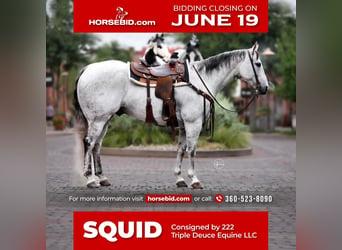 Quarter horse américain, Hongre, 13 Ans, Gris, in Weatherford, TX,