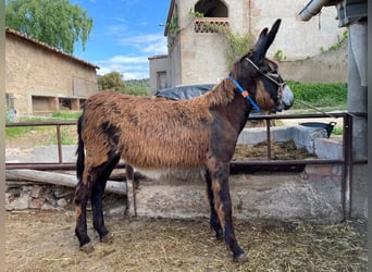 Ezel, Merrie, 1 Jaar, Zwart, in BERGA, BARCELONA,