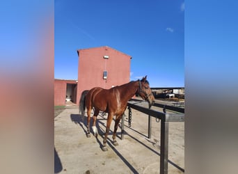 Anglo-Arab Mix, Gelding, 6 years, 15,2 hh, Brown, in Alcala De Henares