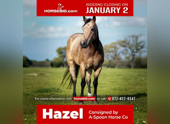American Quarter Horse, Mare, 10 years, 14.3 hh, Buckskin, in Kaufman, TX,