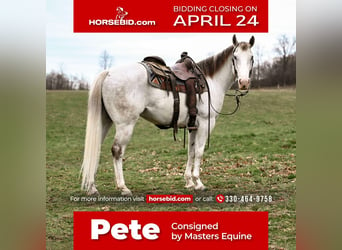 Quarter horse américain, Hongre, 10 Ans, Gris, in Dalton, OH,
