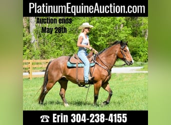American Quarter Horse, Gelding, 15 years, Roan-Bay, in Hillsboro KY,