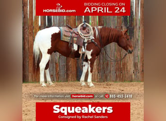 Paint Horse, Wallach, 11 Jahre, 152 cm, in Joshua, TX,